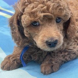 Remi - Apricot male Poodle puppy in Brandon, Florida from Henn's Toy Poodles