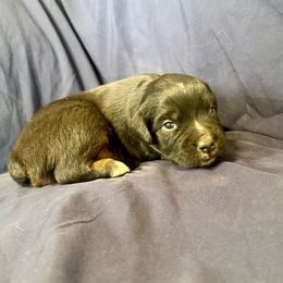 River - Black tri male Toy Australian Shepherd puppy in Medical Lake, Washington from MAS Gone Rogue