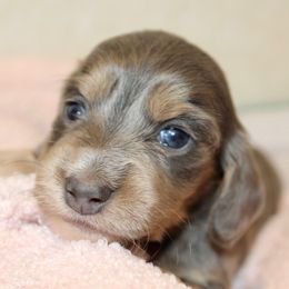 Iris - Blue and cream female Dachshund puppy in Roanoke, Alabama from 3B Doxies