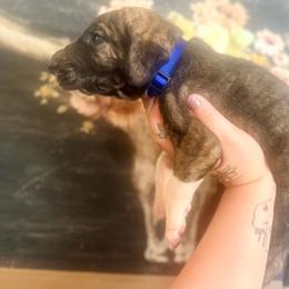 Lingini - Brindle male Great Dane puppy in Lehigh Acres, Florida from Florida Wrinkles