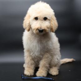 Blitzen - Black male Goldendoodle puppy in Westminster, South Carolina from Goldendoodlepuppiessc