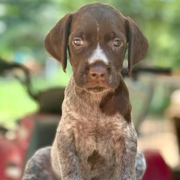 Tilly - Brown and gray female Wirehaired Pointing Griffon puppy in Shelbyville, Texas from AndersonK9Kennels Bayou Beards