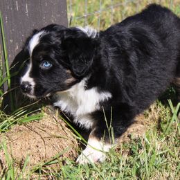 Avalon (blue eyes, read full descript.) - Black tri-color male Australian Shepherd puppy in Roanoke, Virginia from Miniature Angels Farm