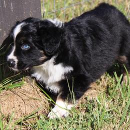 Avalon (blue eyes, read full descript.) - Black tri-color male Australian Shepherd puppy in Roanoke, Virginia from Miniature Angels Farm