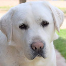 Bernese Mountain Dogs and Labrador Retrievers from misty ridge kennels