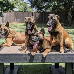 Dutch Shepherd Puppies from Oak Creek K9