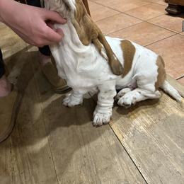 Basset Hound Puppies from Hill Top Basset Hounds & Great Pyrenees