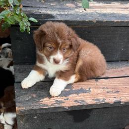 Red Tri girl - Red tri female Toy Australian Shepherd puppy in Oklahoma City, Oklahoma from Faith River Aussies