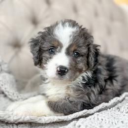 Justin - Blue merle male Aussiedoodle puppy in Granbury, Texas from Triple Cross Doodles