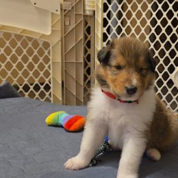 Collie Puppies from Rimma Collies