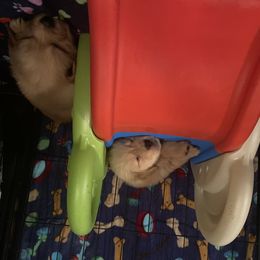 Golden Retriever and Siberian Husky Puppies from Nevani Goldens & Siberians