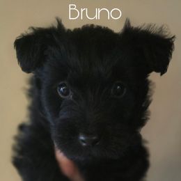 Scottish Terrier Puppies from Johnson's Highland Terriers