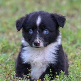 Orion - Black & white male Miniature Australian Shepherd puppy in Bauxite, Arkansas from J and B Mini Aussies