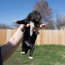 Bernedoodle, Cavapoo, Goldendoodle, and Poodle Puppies from Wasatch Pup