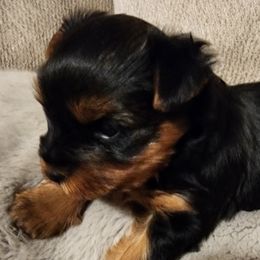 Yorkshire Terriers from LC Yorkies