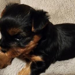 Yorkshire Terriers from LC Yorkies