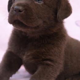 Labrador Retriever Puppies from Oksana's Labrador Retrievers