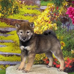 Rennie - Sesame female Shiba Inu puppy in Newberry, Michigan from Day Dream Akita & Shiba Inu