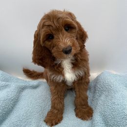 Scout - Red  male Goldendoodle puppy in Kansas City, Kansas from Bella & Ivy’s Mini Goldendoodles of KC