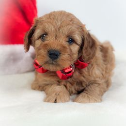 Wish - Golden male Cockapoo puppy in Pledger, Texas from Sugarbear Cockapoos