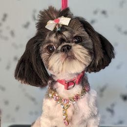 Pepper - Shih Tzu