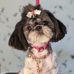 Pepper - Shih Tzu