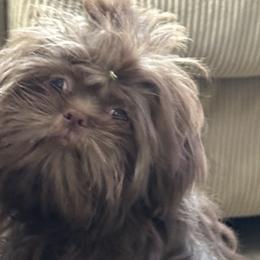 Shih Tzus from Bluebird Bungalow