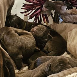 Girl 2 - female Labrador Retriever puppy in Helena, Montana from Whistling Wings Retrievers, LLC.