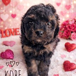 Kobe - Black and tan male Cavapoo puppy in Warrensburg, Missouri from Supreme Doodles