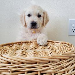 Golden Retriever Puppies from Eagle River Golden Retriever Farm