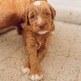 Goldendoodle Puppies from Summer Sun Doodles