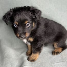 Jet - Black tri male Toy Australian Shepherd puppy in Milton Freewater, Oregon from Sparkling Cross Toy & Mini Aussies