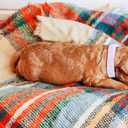 Labradoodle and Poodle Puppies from Lake City Poodles & Doodles