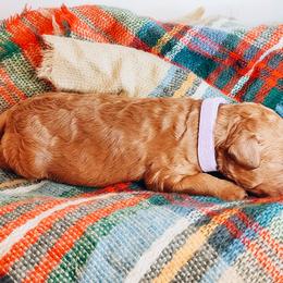 Labradoodle and Poodle Puppies from Lake City Poodles & Doodles