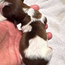 Penny - Liver female Shih Tzu puppy in Eunice, Louisiana from 4J's Cajun Kennels