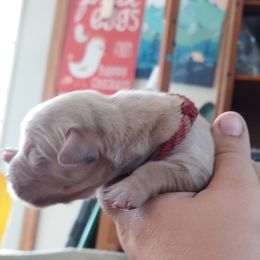 Red Boy - Sporty Mix puppy in Wasilla, Alaska from All Starr Farms