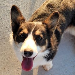 Indy - Pembroke Welsh Corgi