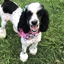 Ellie  - Poodle