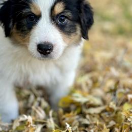 Padme - Australian Shepherd puppy from Andover Aussies