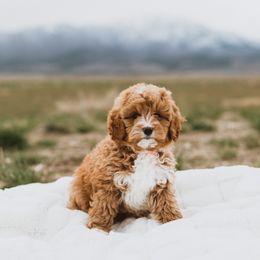 Bernedoodle, Boxer, Goldendoodle, Havapoo, and Poodle Puppies from Lady Paws Puppies