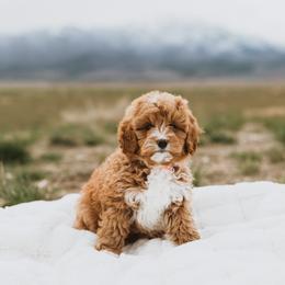 Bernedoodle, Boxer, Goldendoodle, Havapoo, and Poodle Puppies from Lady Paws Puppies