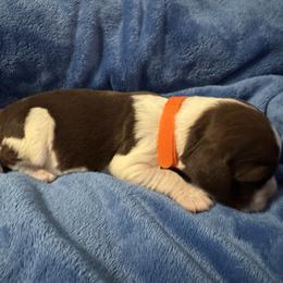 Orange - Liver white and tan female English Springer Spaniel puppy in Williston, Florida from Bizzy Farms English Springer Spaniels