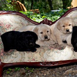 Labrador Retriever Puppies from Caerleon Ranch