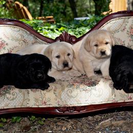 Labrador Retriever Puppies from Caerleon Ranch