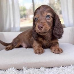 Charlie European lines first in picture - Chocolate and tan male Dachshund puppy in Richmond, Virginia from Irresistible Dachshunds & Cavaliers