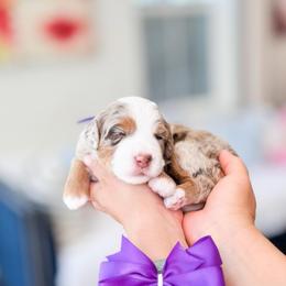 Moana-purple - Merle female Bernedoodle puppy in Ontario, California from Teddy Doodles & Standard Poodles