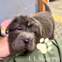 Piper - Blue male Chinese Shar-Pei puppy in Libertyville, Iowa from LLSHARPEI