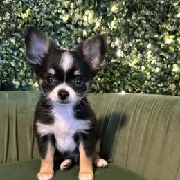 James - Black and tan male Chihuahua puppy in Northboro, Iowa from So Sweet Chihuahuas