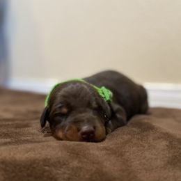 Doberman Pinscher Puppies from Obsidian Kennels