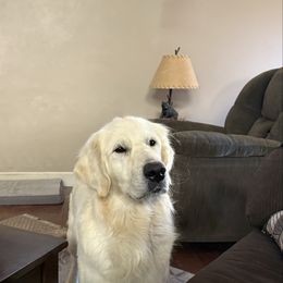 Skelle - Golden Retriever